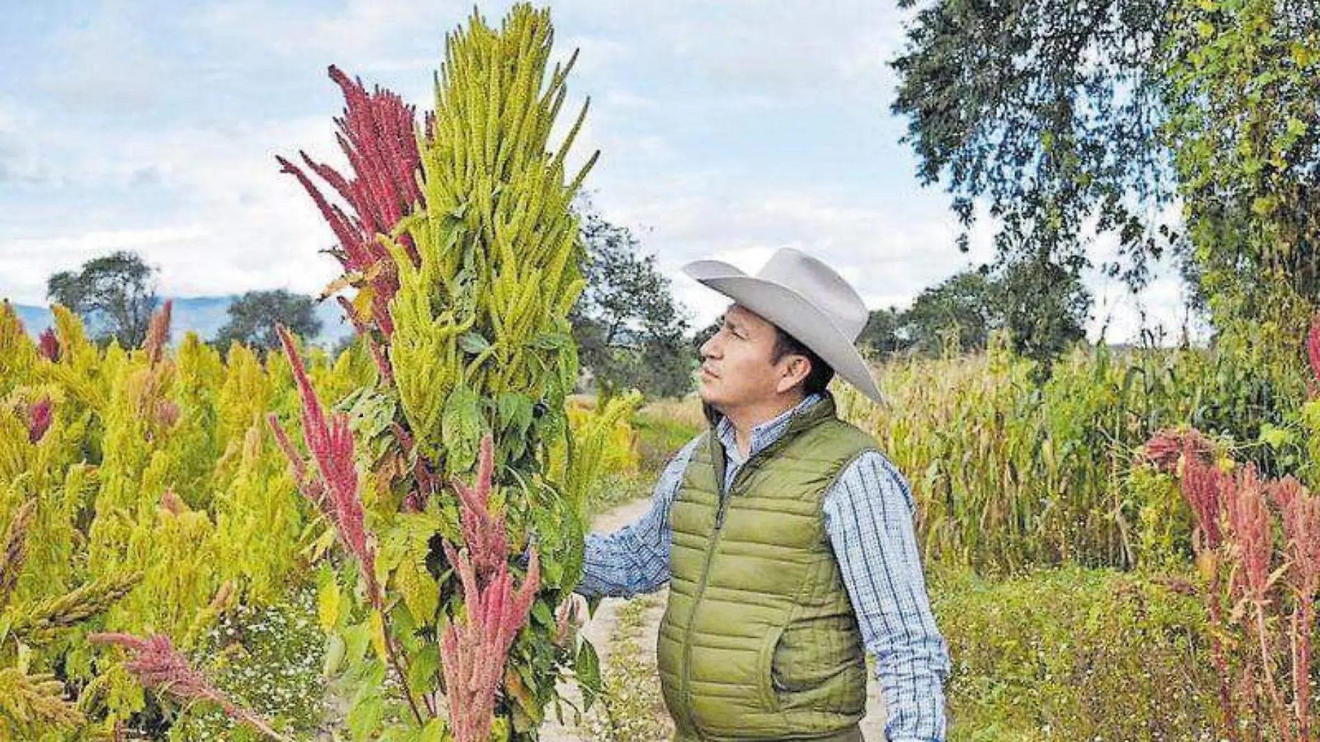 Amaranto, campo, campesinos, siembra